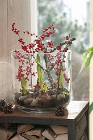 Großes Glas gefüllt mit Hippeastrum (Amaryllis) dekoriert mit Zweigen