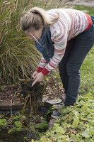 Frau nimmt Nymphaea (Seerose) zur Überwinterung aus dem Mini-Teich