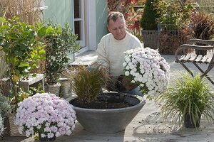 Man planting grey bowl with white chrysanthemums