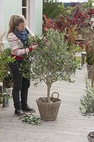 Woman pruning Olea europaea (olive tree) into shape