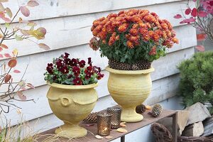 Pots coloured yellow with Curcuma and planted with Chrysanthemum 'Kiroul'.