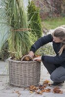 Winterizing pampas grass