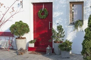 Red front door with conifers in tubs