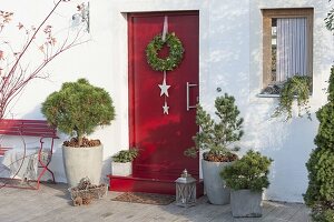 Red house arbour with conifers in tubs