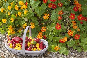 Freshly harvested peppers (Capsicum) in a wire basket in front of Tropaeolum majus