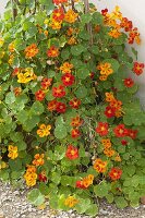 Tropaeolum majus (Nasturtium) yellow and red