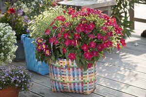 Colourful wicker basket with Nicotiana (ornamental tobacco), Dahlia (dahlia)