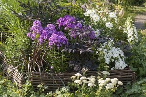 Phlox paniculata 'Uspech' (Flammenblumen) in Beet mit Einfassung