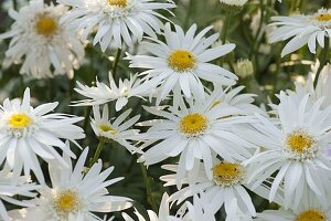 Leucanthemum superbum 'Sunny Side Up' (daisies)