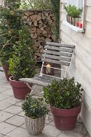 Terrace with Ilex meservea 'Blue Maid', Ilex dimorphophylla