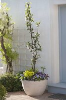 Plant columnar apple Starline 'Firedance' in white bowl