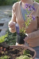 Woman planting terracotta bowl with fat hen and various thyme