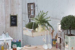 Olive oil cans as plant pots for thyme, bush and trunks