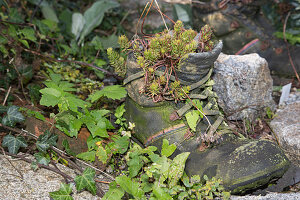 Alter Schuh bepflanzt mit Tripmadam und Felsenfetthenne