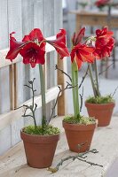 Hippeastrum in clay pots