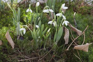 Galanthus nivalis (snowdrop) in moss