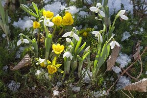 Eranthis hyemalis and Galanthus in moss