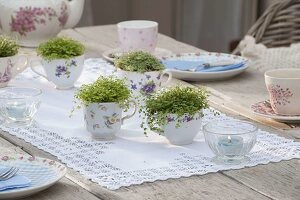 Table decoration with Soleirolia soleirolii (bobbed head) in small cups