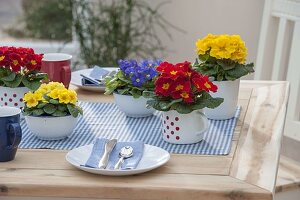 Tischdeko mit Primula acaulis (Primeln) in Müsli-Schalen und Emaille-Bechern