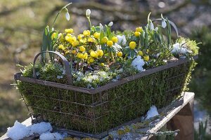 Eranthis hyemalis (Winterlinge) und Galanthus nivalis (Schneeglöckchen)