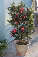 Camellia sasanqua 'Yuletide' (Kamelie)
