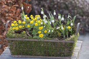 Eranthis hyemalis and Galanthus nivalis