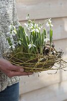 Snowdrops in the wicker nest