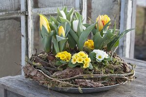 Tulipa and Primula acaulis in wreath of bark, moss