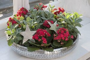 Silberne Schale mit Kalanchoe (Flammendem Käthchen) und Senecio