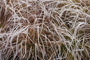 Frozen Carex (sedge) in the bed