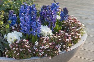 Saxifraga arendsii (Moossteinbrech), Hyacinthus orientalis (Hyazinthen)