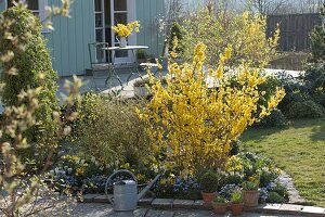 Blühende Forsythia im Terrassenbeet