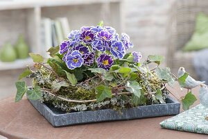 Primula Siroccoco 'Blue' 'Purple' in wreath of hedera