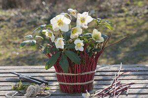 Helleborus niger (Christrosen) in Tontopf , verkleidet mit Moos und Zweigen