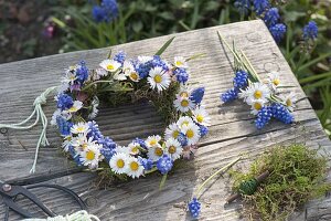 Kränzchen aus Muscari (Traubenhyazinthen), Bellis perennis