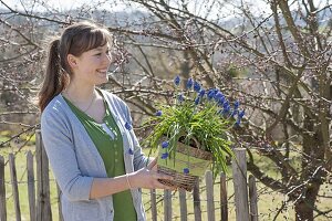 Frau mit Muscari siberica (Traubenhyazinthen) im Korb