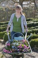 Woman with wheelbarrow full of spring flowers for planting