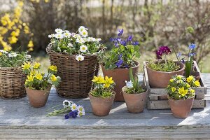 Small, colorful spring arrangement Bellis perennis