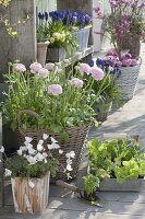 Spring terrace, Ranunculus, Anemone