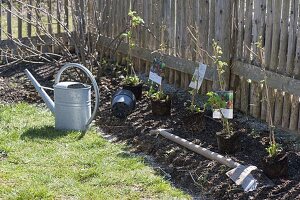 Frau bepflanzt Beet am Zaun mit Beerenstraeuchern