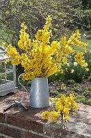 Cutting forsythia branches and stick bouquet