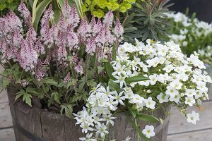 Tiarella, Euphorbia, Arabis