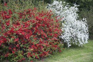 Chaenomeles 'Crimson And Gold' and Spiraea arguta