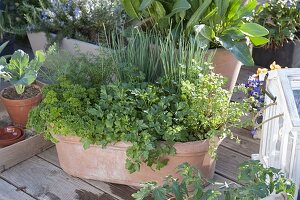 Terracotta box with parsley 'Moss ruffle' 'Hamburger cut'