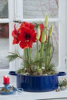 Amaryllis in blauen Emaille-Topf pflanzen