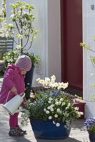 Blaue Kübel blau-weiss bepflanzt am Hauseingang