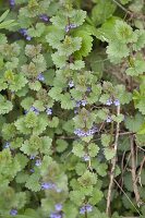 Blühender Glechoma hederacea (Gundermann)