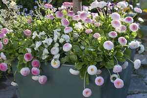 Zierapfel - Staemmchen in verschiedenen Blüten - Stadien