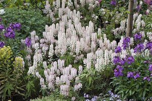 Tiarella 'Snow Blanket' (coolwort) as groundcover