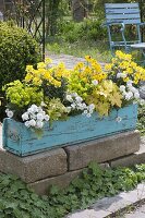 Turquoise wooden box with Erysimum 'Winter Light' 'Saffron', Iberis